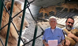 Kükreme sesinden uyuyamıyorlardı... Mahalleli harekete geçti