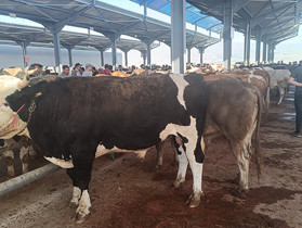 Kurban pazarlarında hareketlilik başladı