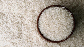 Türkiye'nin çeltik ambarında ekim mesaisi başladı