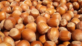 Türkiye'nin fındık ihracatında rekor hedefleniyor