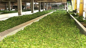 Türk çayı 2018'i rekorla kapattı