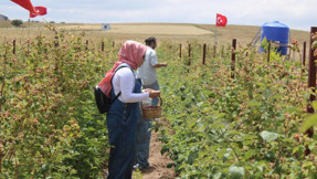 5 yıl önce kurdu şimdi talebe yetişemiyor! Vatandaş eli boş dönüyor