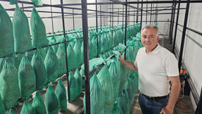 Terk edilmiş tünelde istiridye mantarı ürettiler