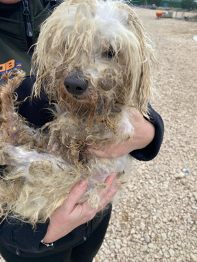 Bunun adı vicdansızlık Bakımsızlıktan kör olmuş, dişleri çekilmiş
