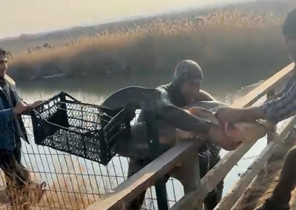 Olta ve ağ kullanmadan balıkları yakalıyor: İnanmayan gelip görebilir