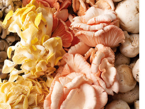 Sonbaharın kıymetlisi, doğanın soframıza hediyesi