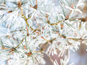 ZEMHERİ TARİHLERİ VE SÜRESİ 2025-2026 || Zemheri soğukları başladı mı, ne zaman bitiyor Zemheri ne demek, kaç gün sürer