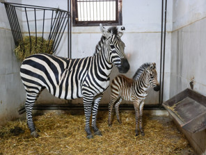 Bursa Hayvanat Bahçesi’nde zebra sayısı 11’e yükseldi