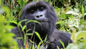 Gümüş sırtlı gorillerle buluşma: Ruanda