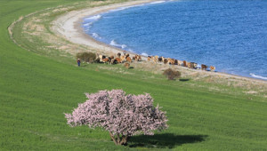 Van Gölünün el değmemiş güzelliği Çarpanak Adası