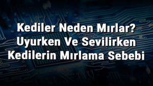 Kediler Neden Mırlar Uyurken Ve Sevilirken Kedilerin Mırlama Sebebi
