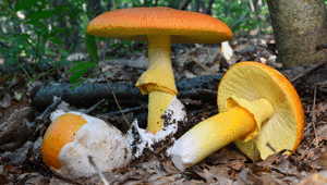 İmparator mantarı nasıl pişirilir İmparator mantarını pişirirken dikkat edilmesi gerekenler