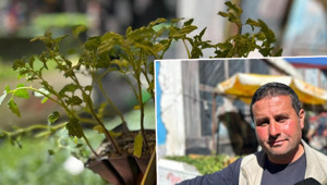 Havaların ısınmasıyla tezgaha çıktı: 10 liradan satılıyor Yaklaşık 2 aylık süremiz var