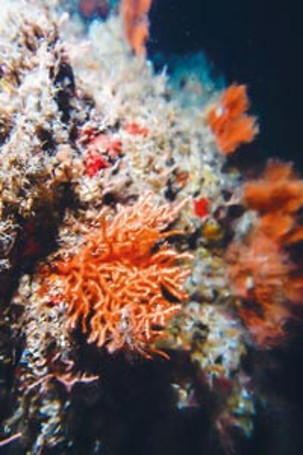 Siyasi maliyet hesabı