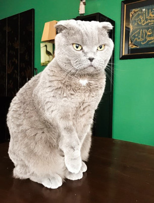 Dolandırıcılar sosyolojiyi Nilüfer Narlı Hoca’dan çok daha iyi biliyorlar