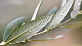 Zeytin Dalı Neyi Simgeler Ve Temsil Eder? Zeytin Dalının Anlamı Nedir? Zeytin Dalı Neyi Simgeler Ve Temsil Eder? Zeytin Dalının Anlamı Nedir?