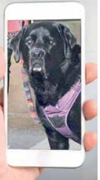 Köpeğim beni görüntülü aradı