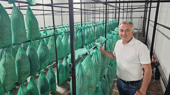 Terk edilmiş tünelde istiridye mantarı ürettiler