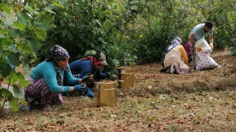 Karadeniz’de fındık mesaisi başladı