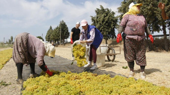 Manisa’da üzüm işçiliği ücretleri belli oldu