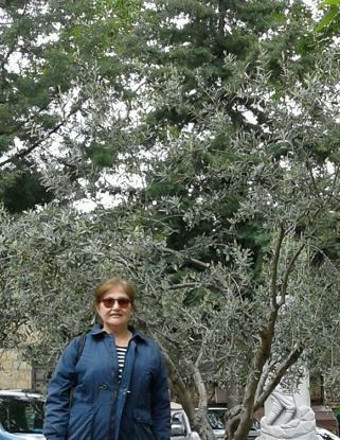 Zeytinin amazonları