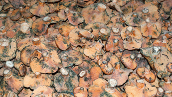 Çıntar nasıl pişirilir Melki olarak da bilinen çıntar mantarını pişirirken dikkat edilmesi gerekenler