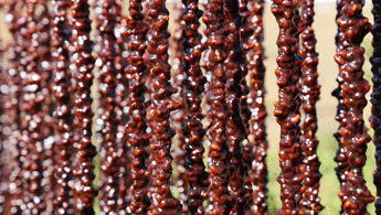 Kış sofralarının vazgeçilmezi: Orcik mesaisi başladı