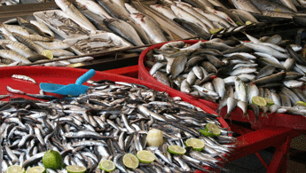 Kasım ayında hangi balıklar yenir İşte mevsimin en taze balıkları