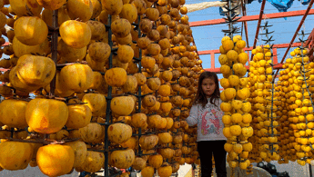 Alaşehirde ilk kez Cennet Hurması Festivali düzenlenecek