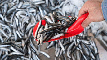 Aralık ayında hangi balıklar yenir Aralık ayında taze olarak tüketebileceğiniz balıklar