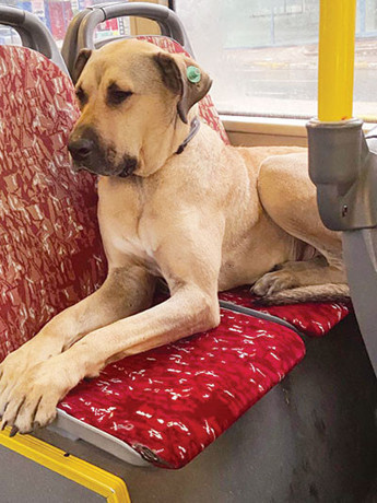 Gelin, helalleşelim