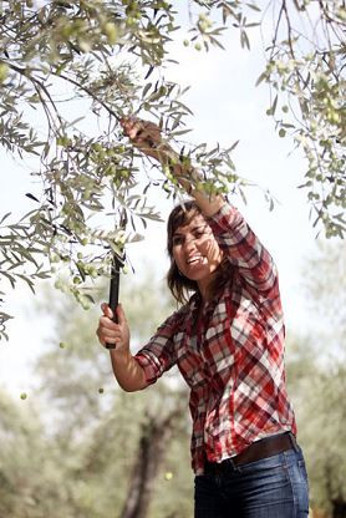 Zeytinin amazonları