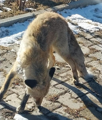 Vanda bir tilki ayakta donarak öldü