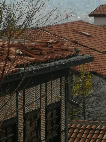730 ağaç kurumuş ve kesilmiş