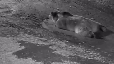 Mahallelinin kabusu olmuştu Evinin önünde gören vatandaş kamyonetle peşine düştü