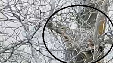 Nesli tükenme tehlikesi altındaki canlı Sivasta ağaçta görüntülendi