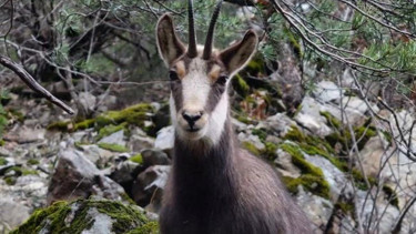 Türkiye’de sadece Gümüşhane’de görülüyor: Cazibe merkezi haline geldi