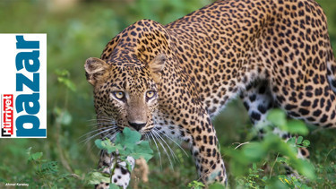 Tehdit altındalar, onlara gözümüz gibi bakalım
