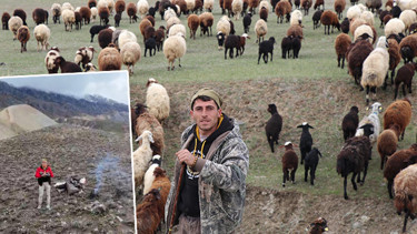 Erzurumlu çoban, sürüsünü toplamak için bakın ne yaptı: Şimdi kartal gibi gözlerimle kontrol ediyorum