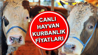 KURBANLIK FİYATLARI 2026 (CANLI-KİLO FİYAT BİLGİSİ) || Bu yıl büyükbaş ve küçükbaş kurbanlık fiyatları ne kadar Koç, dana, koyun, küçükbaş ve büyükbaş kurbanlık fiyatları ne kadar, kaç TL oldu Diyanet ve Kızılay Kurban kesim bedeli belli oldu mu