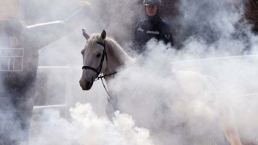 Nevşehirde yetişiyor: 20den fazla ile gönderiliyor Jandarmanın en büyük destekçisi