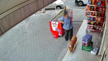 İzmirde tasmasız pitbull dehşeti: Köpeğini korumak isterken parmağından oldu