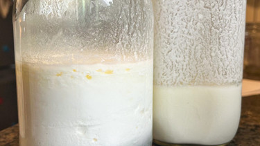 Şişedeki şifa şüphesi: Hazır kefir ve kombucha gerçekten faydalı mı