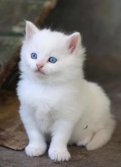 Ertuğrul Çetinden ABBye: Kamburu var