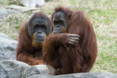 Ne dedikodusu bağımsız Kürdistan artık gerçek