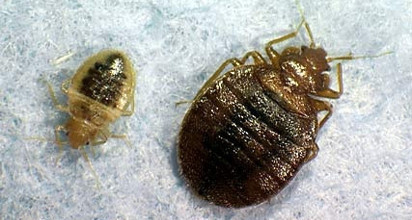 ABDnin yeni kabusu: Yatak böceği