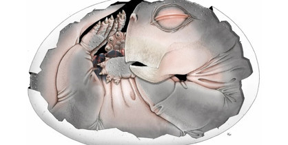 Memeli atalarımız yumurtlamış olabilir