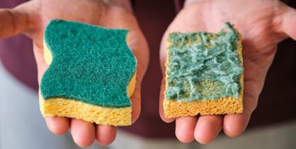 Süngerden bile mikroplastik çıktı