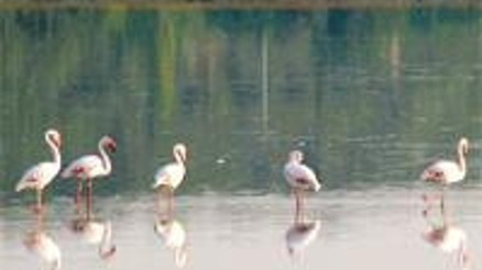Kelaynak, flamingo, çöl varanı görmek isteyenlere doğa turları