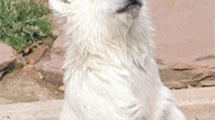 Onun da bir avukatı var